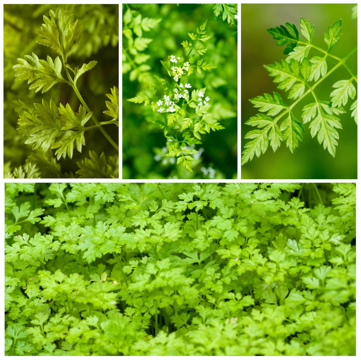 Chervil Seeds to Plant Heirloom Non (5 Packs)