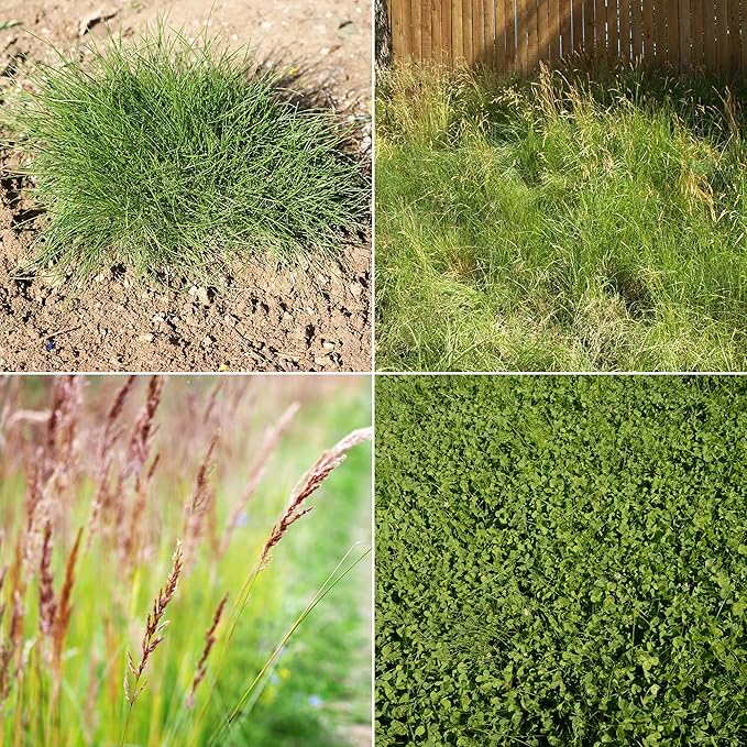 Ferry Morse Grass Seed Mix - Low Maintenance, Non-GMO, EcoEase Microclover & Fescue - 2 lb Bags
