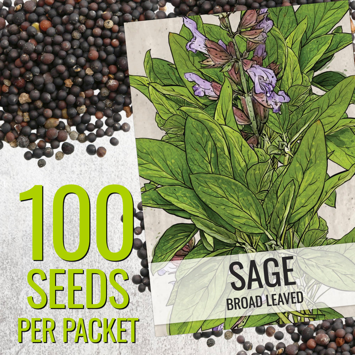 Broad Leaved Sage Seeds to Plant Heirloom Non (2 Packs)