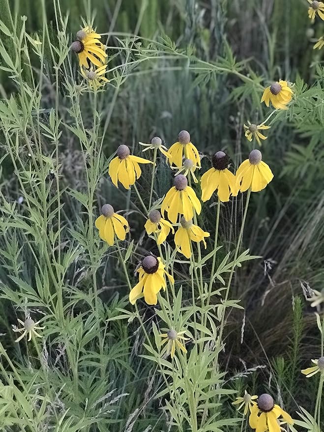Hale Habitat & Seed Native Grass & Wildflower Refuge, Wildlife & Pollinator Seed Mix, 1/4 Acre