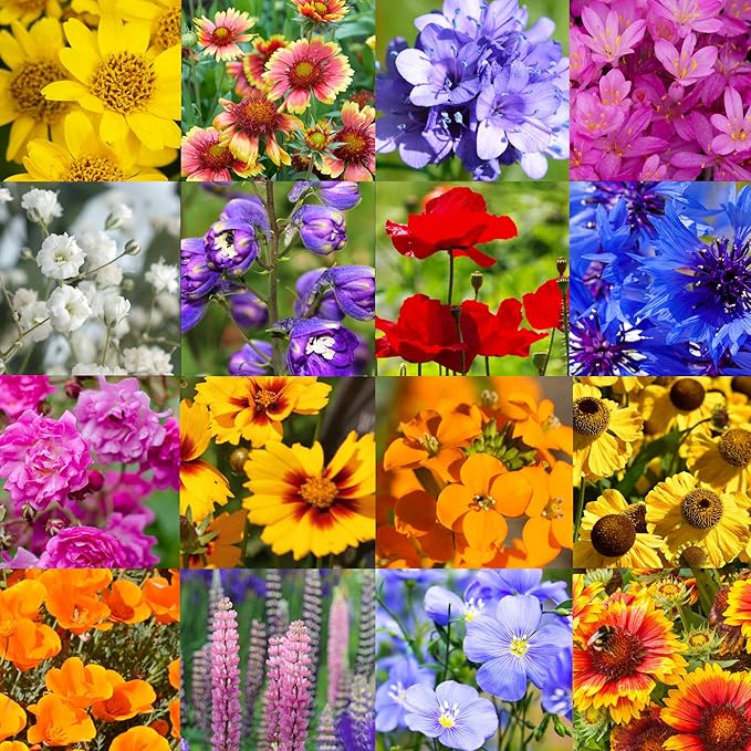 Utah Wildflower Seed Mix, 1 lb Covers 3,200 sq ft, Multi-Color Blooms, Spring and Fall Planting (1/4 Pound)