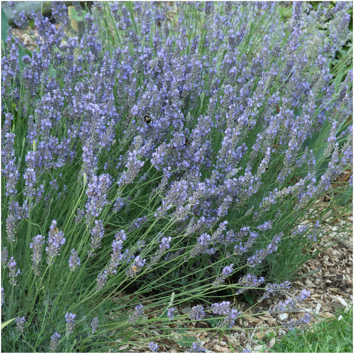Blue Hidcote Lavender Seeds to Plant Heirloom Herbs 2 Packs (2 Packs)