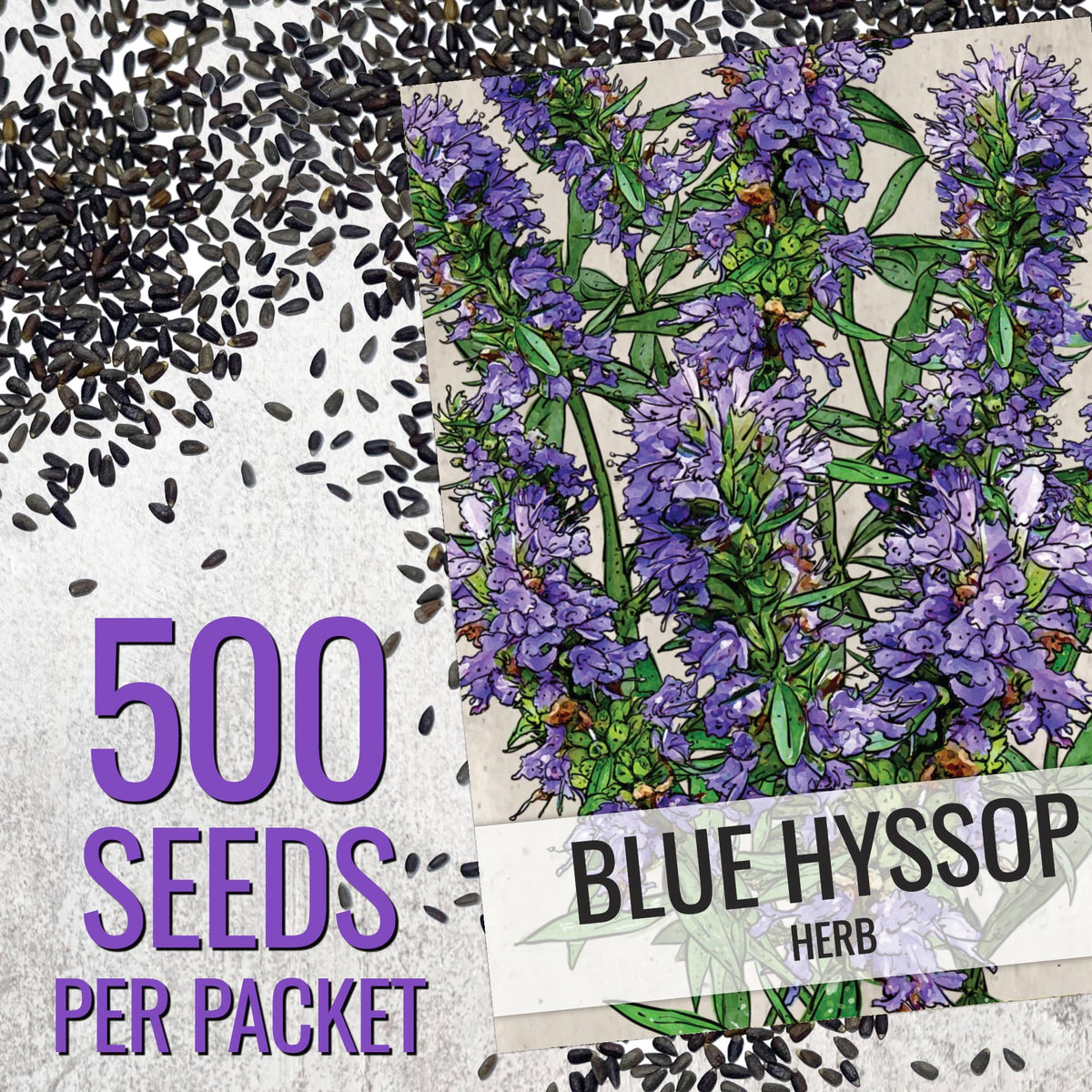 Blue Hyssop Seeds to Plant Heirloom Non (5 Packs)