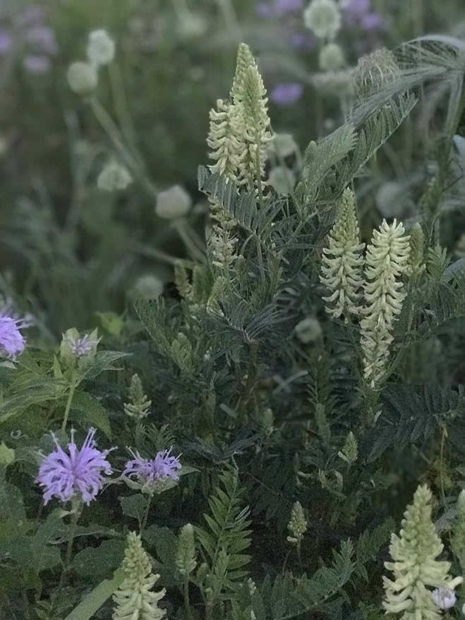 Hale Habitat & Seed Native Grass & Wildflower Refuge, Wildlife & Pollinator Seed Mix, 1/4 Acre