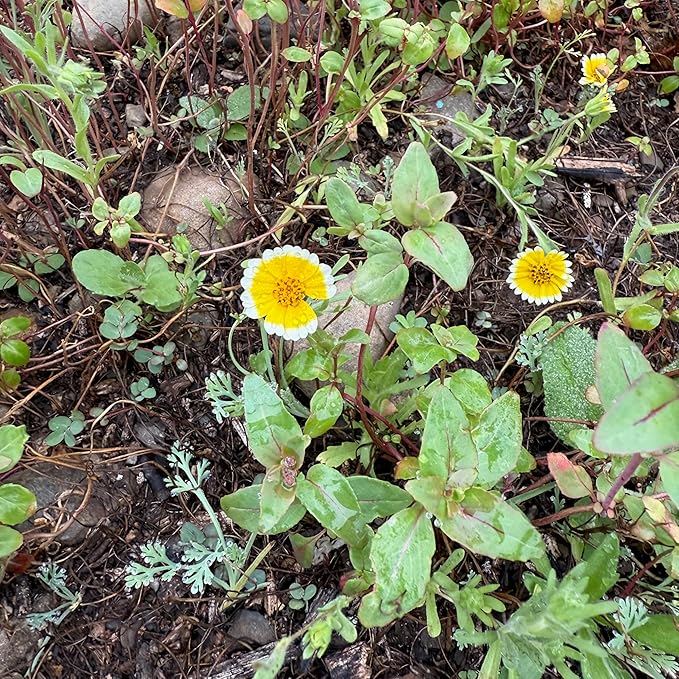 Plant Good Seed California Native Wildflower Mix Seeds for Planting: Easy to Grow Annual Flowers, Poppy, Tidytips, Lupine, Clarkia, Phacelia - 30,000 Seed Packet