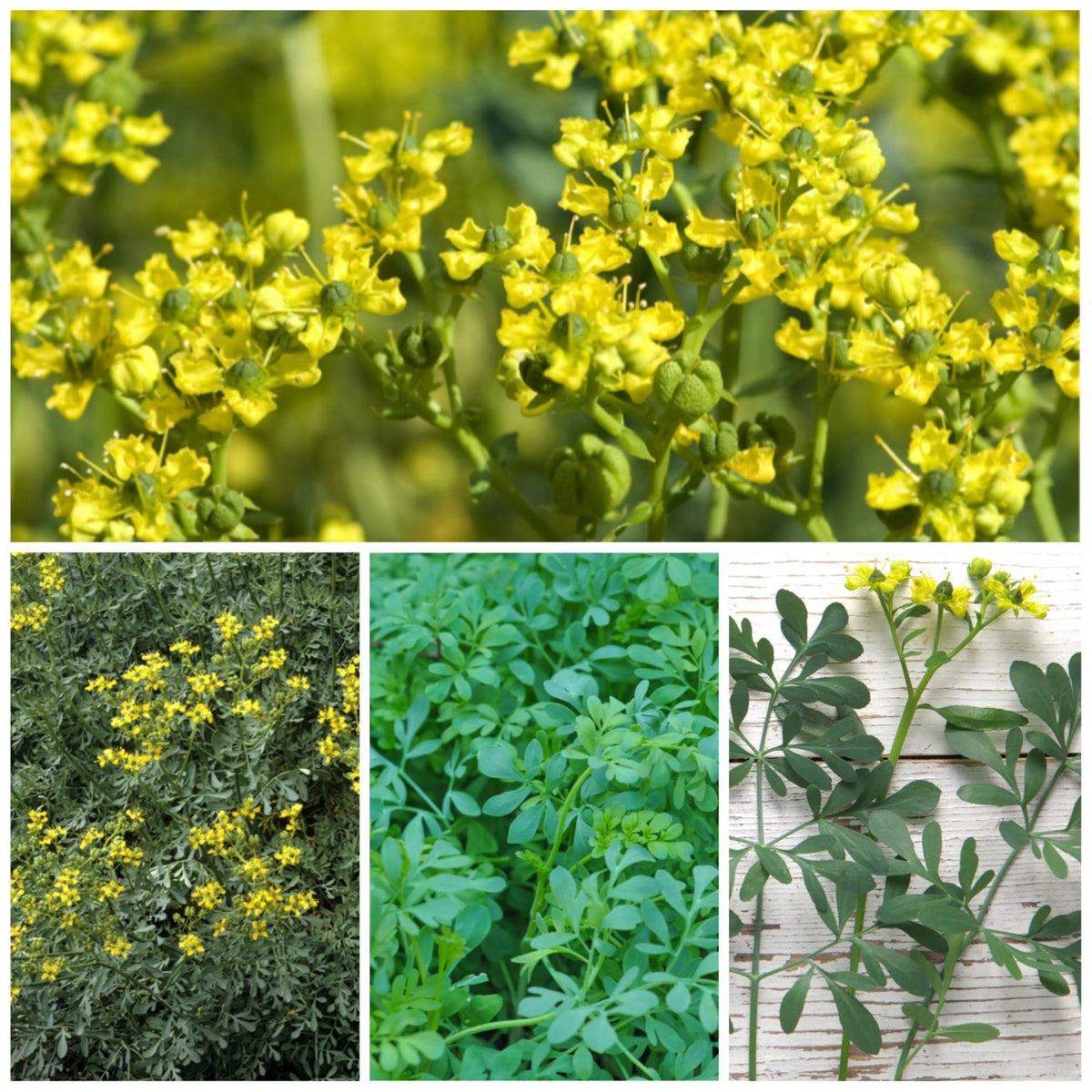 Rue Seeds to Plant Heirloom Non (2 Packs)