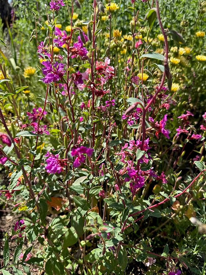 Plant Good Seed California Native Wildflower Mix Seeds for Planting: Easy to Grow Annual Flowers, Poppy, Tidytips, Lupine, Clarkia, Phacelia - 30,000 Seed Packet