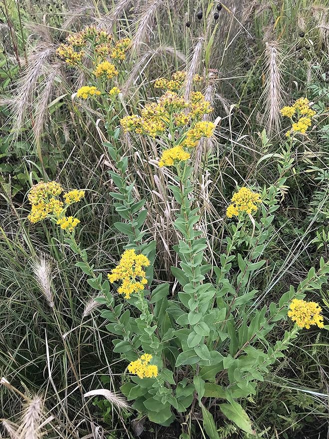 Hale Habitat & Seed Native Grass & Wildflower Refuge, Wildlife & Pollinator Seed Mix, 1/4 Acre