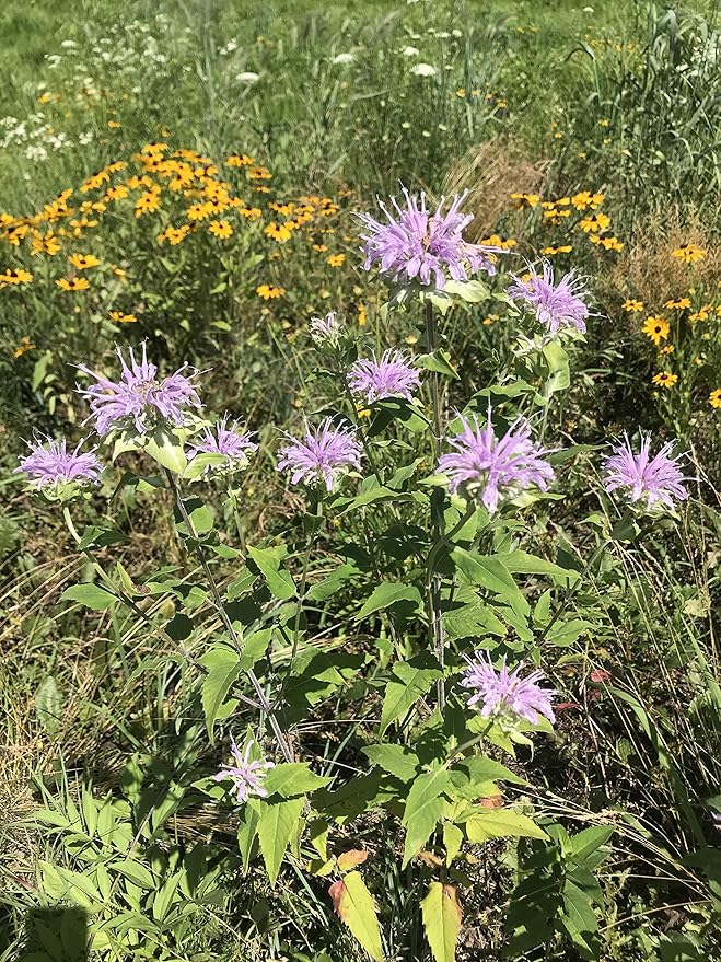 Hale Habitat & Seed Native Grass & Wildflower Refuge, Wildlife & Pollinator Seed Mix, 1/4 Acre
