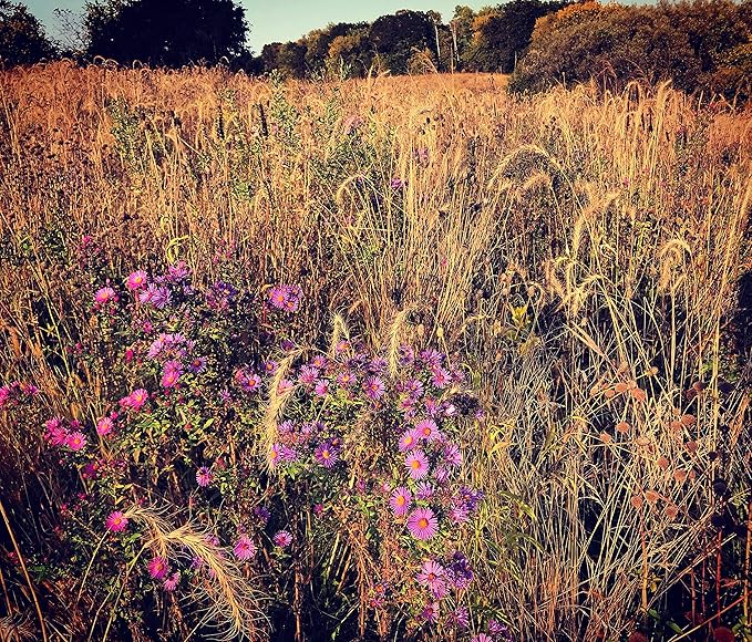 Hale Habitat & Seed Native Grass & Wildflower Refuge, Wildlife & Pollinator Seed Mix, 1/4 Acre