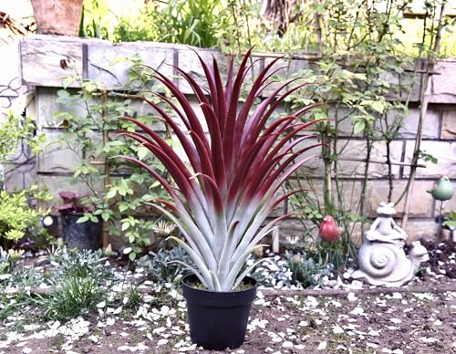 Hyper Realistic Big Red Artificial Aloe Vera Plant 26 Inches Tall. Large Faux Agave in Matte Black Pot