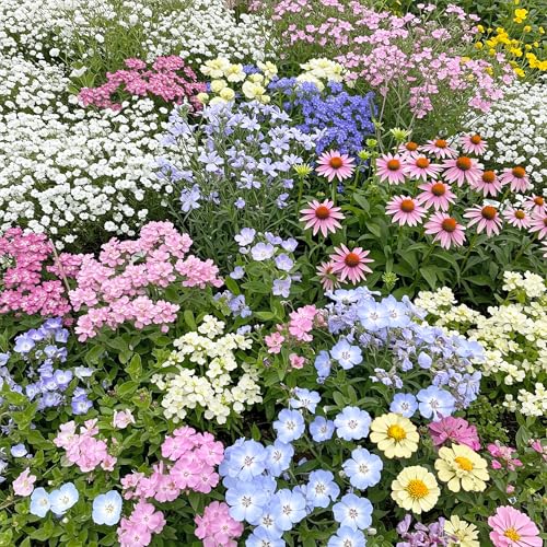 Pastel Bulk Wildflower Seeds (16 Ounce)