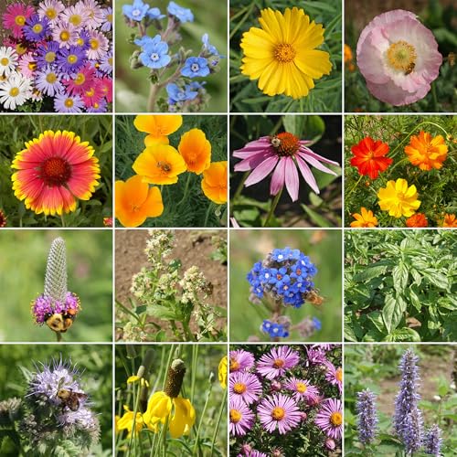 Honey Bee Bulk Wildflower Seeds (16 Ounce)