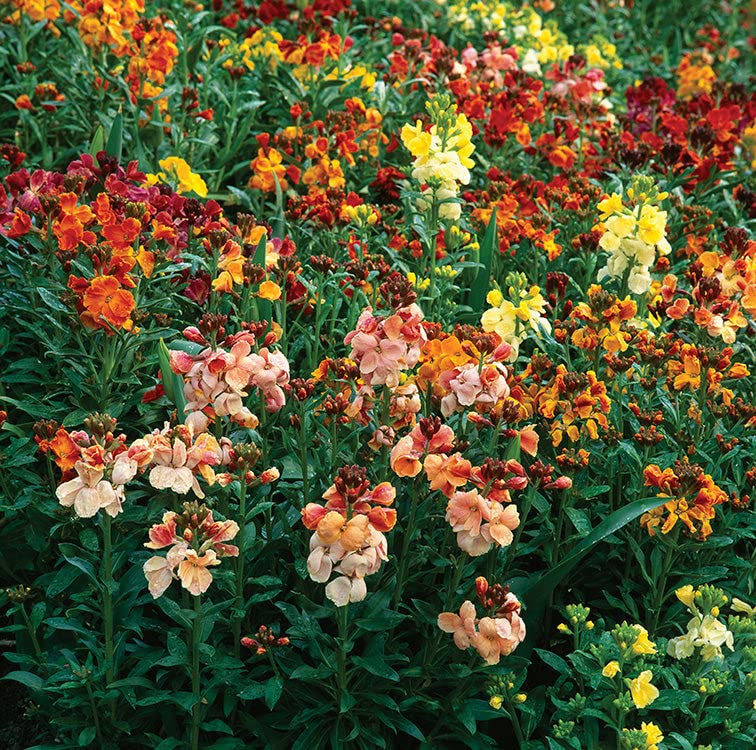 WallFlower Seeds