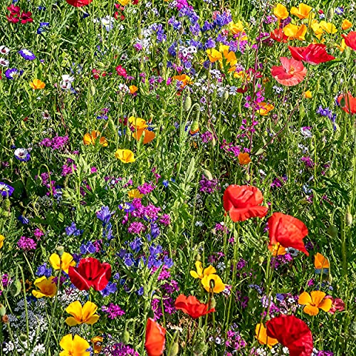 Premium Wildflower Seeds 23 Variety Pollinator Mix