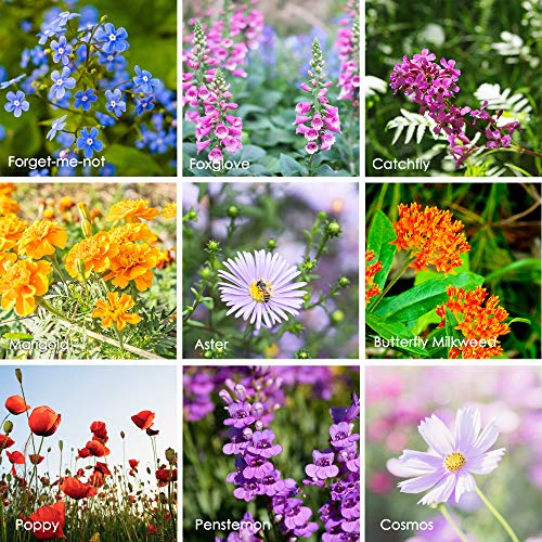 Mountain Valley Seed Co Wildflower Seeds Bulk