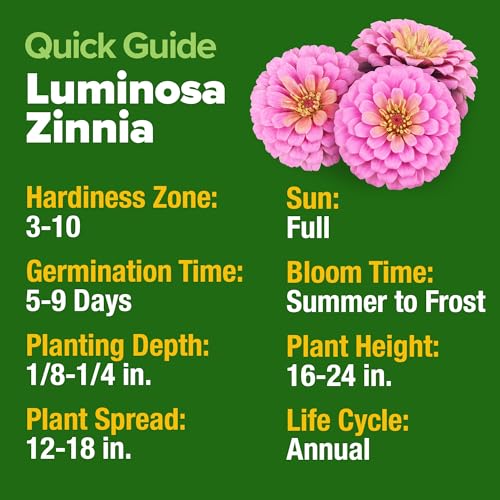 Luminosa Pink Zinnia Seeds (2 Count)