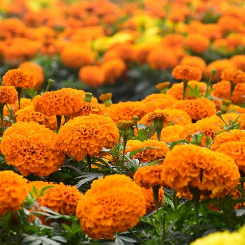 Marigold Seeds
