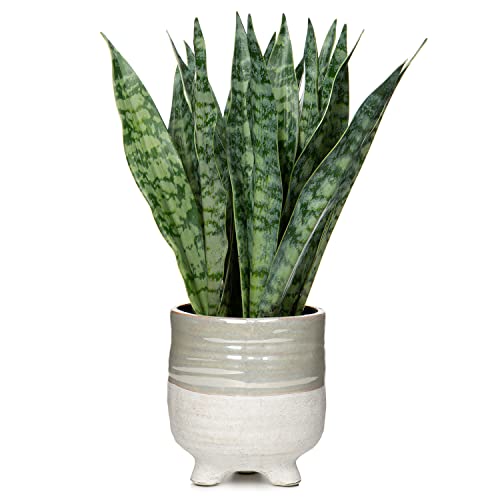 Fake Snake Plant 12 Inch Small Artificial Snake Plant Potted with Ceramic Pot Faux Sansevieria Plant for Home Office Room Indoor Decor Housewarming Gifts