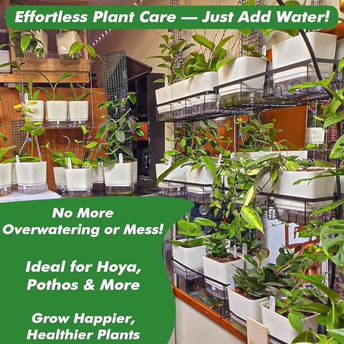 Self Watering Plant Pots for Indoor Plants 7