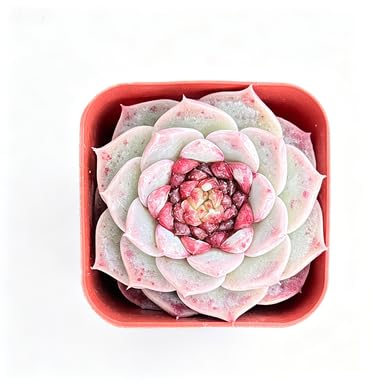 Echeveria 'Red Velvet' Sugar Heart Live Succulent Plant (Echeveria 'Red Velvet' Sugar Heart)