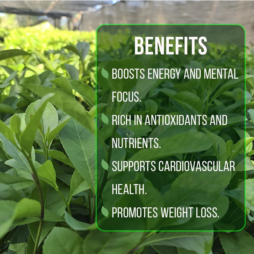 Yerba Mate Tea Plant (4 Count)