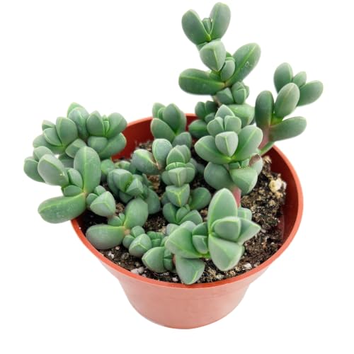 4" Live Succulent Plants Corpuscularia lehmannii ((Deep Green) Corpuscularia lehmannii)