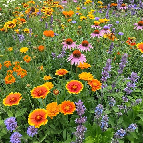 Honey Bee Bulk Wildflower Seeds (16 Ounce)