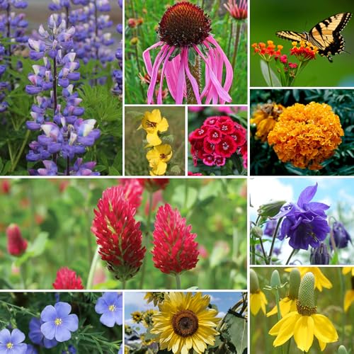 Wildflower Seeds Bulk