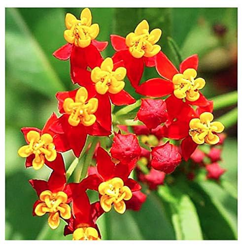 Blood Flower Milkweed Seeds for Planting (2.81 Ounce)