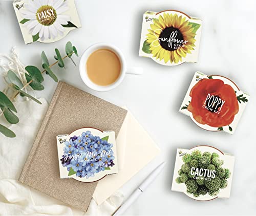 Seeds Daydream Grow Kit 12 (12 Count)