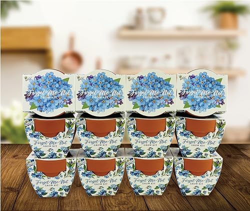 Seeds Forget Me (12 Count)