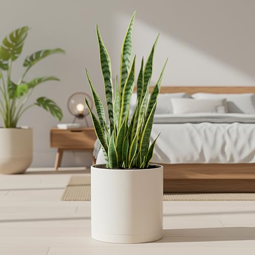 Plastic Planter Pot with Saucer (10 Inch / Oatmeal)