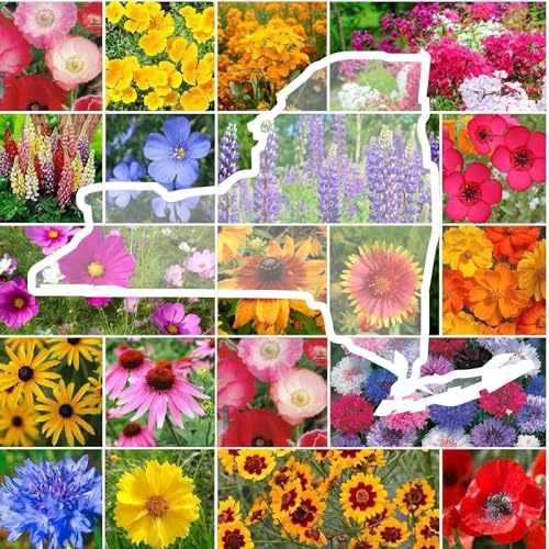 New York Wildflower Mixed Seeds for Planting