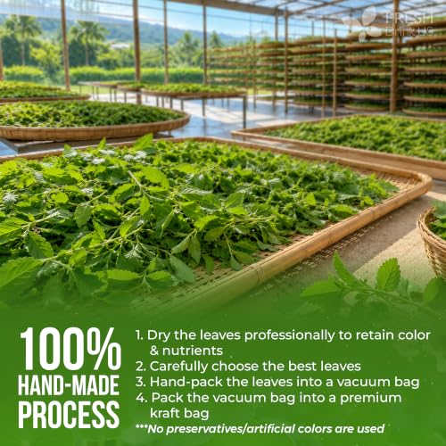 300+ Stevia Leaves (300 Count (Pack of 1))