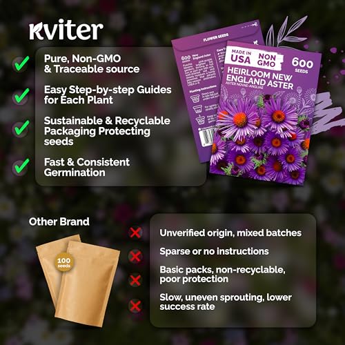 600 New England Aster Heirloom Flower Seeds