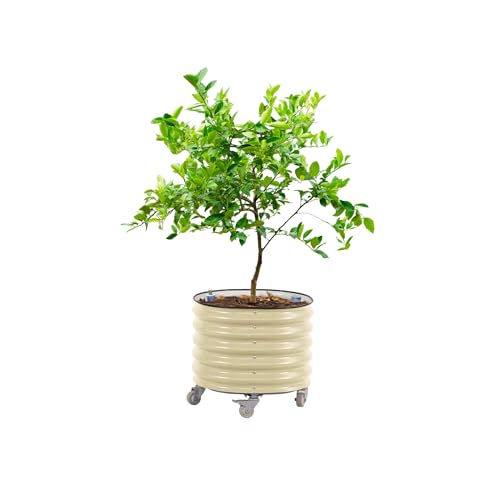 Rolling Citrus Tree Planter Gen 3 (Pearl White / 30 Gallon)
