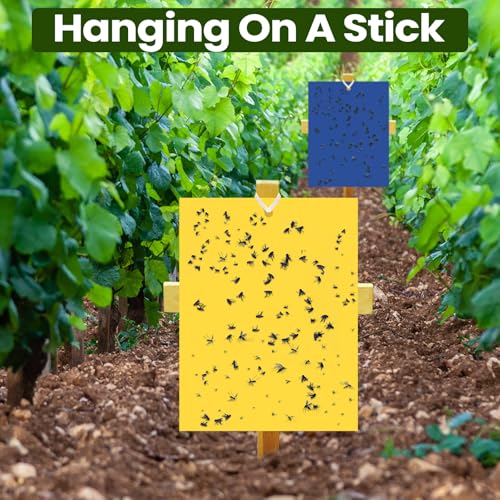 150 Pcs 6x8 Inch Yellow Blue Black Sticky Traps for Gnats (Yellow,Blue,Black)
