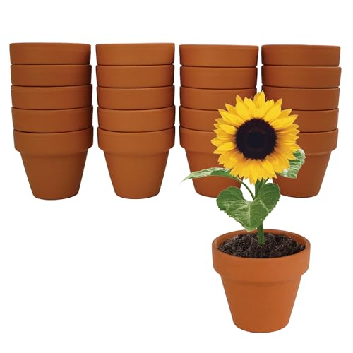 Seeds Sunflower Grow Kit (20 Count)