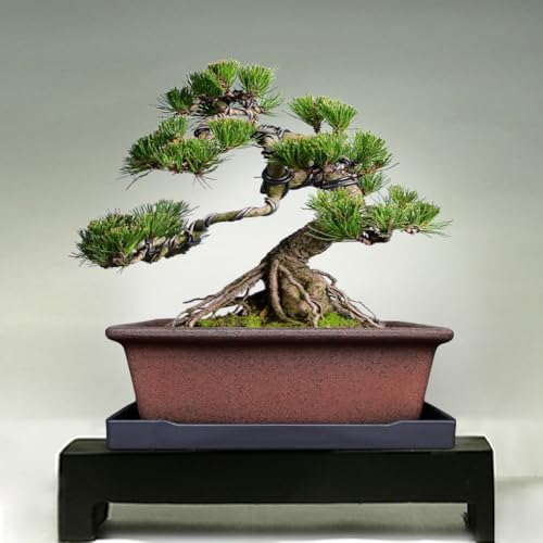 Decorative Ceramic Bonsai Planter Pot 8.5 Inch with Tray