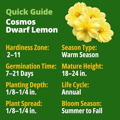 Dwarf Lemon Cosmos Seeds