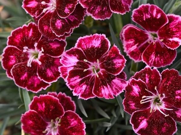 Live Perennial Plants (5 Pots)