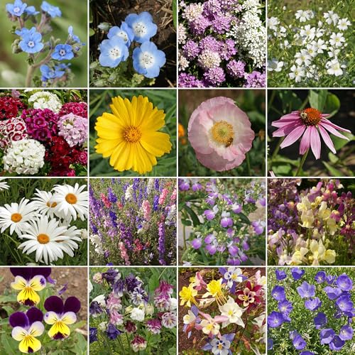 Shade Bulk Wildflower Seeds (16 Ounce)