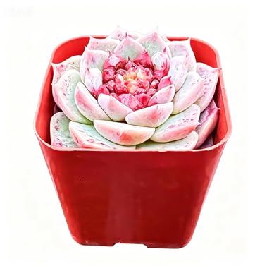 Echeveria 'Red Velvet' Sugar Heart Live Succulent Plant (Echeveria 'Red Velvet' Sugar Heart)