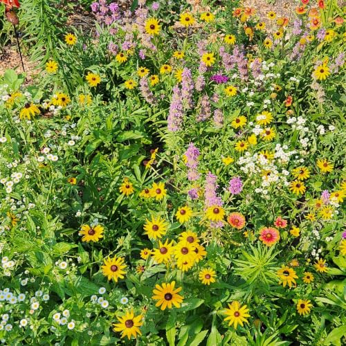 Seeds Wildflower Pollinator Seed Mix