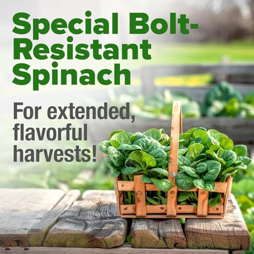 Bloomsdale Spinach Seeds