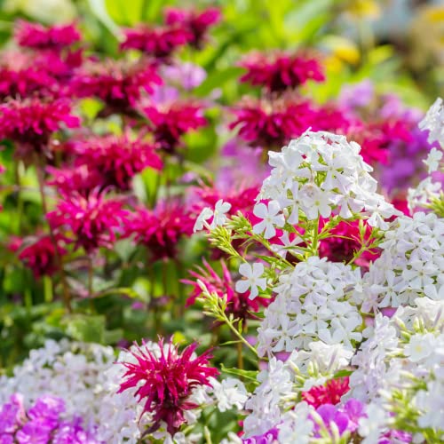 Grow Your Own Vibrant Wildflower Garden Mixture (100 Count)