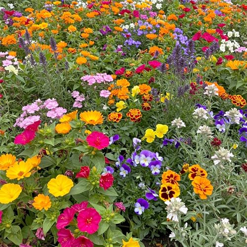 Fragrant Bulk Wildflower Seeds (16 Ounce)