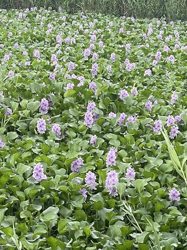 15 Water Hyacin Floating Water Garden Pond Plants (15 Count)
