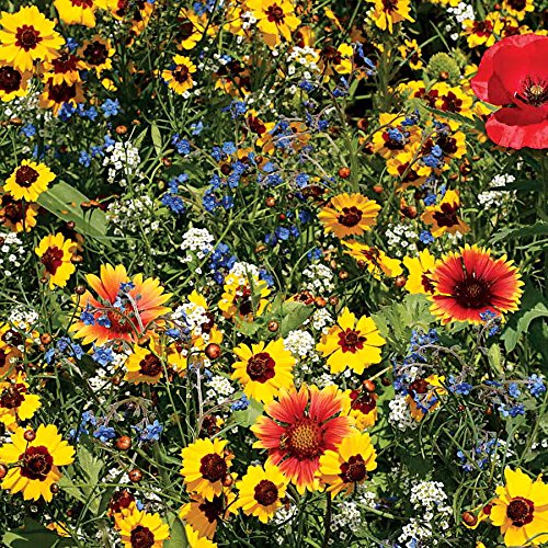 Grow Your Own Vibrant Wildflower Garden Mixture